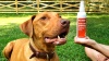 Show in main carousel: Pet MD Antiseptic & Antifungal Medicated Spray for Dogs, Cats & Horses, 8-oz bottle slide 8 of 9