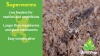 Show in main carousel: Josh's Frogs Superworms Live Feed Reptile Food, 300 count slide 9 of 9