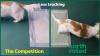 Show in main carousel: Earth Rated Max Absorbency Dog Pee Pads, 24 count, XXX-Large: 36 x 36-in, Unscented slide 10 of 11