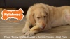 Show in main carousel: Nylabone Moderate Chew FlexiChew Dog Bone, Twin Pack, Peanut Butter & Bacon, XX-Small slide 10 of 12