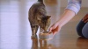 Show in main carousel: PureBites Cat Pates Chicken & Pumpkin Food Topping, 2.5-oz can, 12 count slide 9 of 10