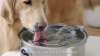 Show in main carousel: PawsPik Ultra-Quiet Stainless Steel Dog Water Fountain, 1.8-gal slide 11 of 12