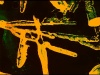 A Prone Moth thumbnail