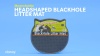 Show in main carousel: Moonshuttle Headshaped Blackhole Litter Mat, Beige slide 9 of 11