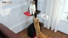 Show in main carousel: PAWZ Road 108-in Adjustable Gothic Fleece Floor-to-Ceiling Cat Tree & Condo, Black slide 9 of 9