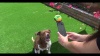 Show in main carousel: Pooch Selfie The Original Dog Selfie Stick Smartphone Attachment slide 7 of 9
