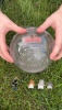 Show in main carousel: Happy Habitats 7-in Roam Hamster Exercise Ball, Clear slide 7 of 7