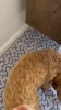 Show in main carousel: Caldwell's Pet Supply Co. Potty Pads Washable Dog Training & Pee Pads, Variety Pack, 30 x 36-in, 2 count slide 10 of 11