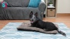 Show in main carousel: SP Waterproof Plush Dog Bed, 33-in slide 8 of 8