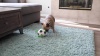 Show in main carousel: Hyper Pet Grab Tabs Soccer Ball Dog Toy, 5-in slide 8 of 9