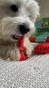 Show in main carousel: Chewmate Natural Rubber Treatbrush Oral Care Bone Dog Toothbrush, Small slide 4 of 5