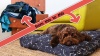Show in main carousel: Molly Mutt Rough Gem Square Dog Bed Duvet Cover, Small slide 8 of 9