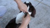 Show in main carousel: PATPET Safety Water Resistant Flashing Light LED Dog Leash slide 6 of 7