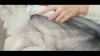 Show in main carousel: OneIsAll LM2 7-in-1 Tool Pet Hair Vacuum & Grooming Kit, 1.5-L slide 10 of 11