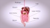 #D rendering of digestive tract video