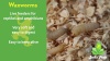 Show in main carousel: Josh's Frogs Waxworms Live Feed Reptile Food, 1000 count slide 7 of 8