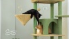 Show in main carousel: PAWZ Road 71-in Large Perch Fleece Cat Tree & Condo, Pink slide 8 of 9