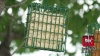 Show in main carousel: C&S High Energy Suet Wild Bird Food, case of 8 slide 11 of 13