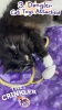 Show in main carousel: Hartz Just for Cats The Crinkler 3-in-1 Mega Cat Toy with Silver Vine & Catnip, Purple slide 9 of 10