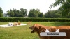 Show in main carousel: Yaheetech Metal Dog Playpen, 6-Panel, 47-in slide 8 of 9