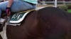 Show in main carousel: Formula 707 Weight Gain Crumble Horse Supplement, 7-lb bag slide 7 of 9