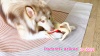 Show in main carousel: FUUFOME King Crab Plush Dog Toy, Red slide 9 of 9