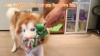 Show in main carousel: FUUFOME Rope Plush Alligator Dog Toy, Green slide 8 of 8