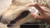 Show in main carousel: Bio-Groom Dental Dog Spray Odorless, 4oz, Clear, 1 slide 3 of 3