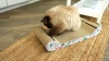 Show in main carousel: THE LICKER STORE Rini Modern 23.75-in Cardboard Lounge Bed Cat Scratcher with Bell Toys & Catnip, White, 1 count slide 10 of 11