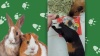 Show in main carousel: Lafeber Hey!Berries Bell Pepper & Cilantro Guinea Pig Treats, 5-oz bag slide 9 of 10