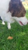 Show in main carousel: Rena's Recipe Chicken Steak Strips Dog Jerky Treats, 30 count slide 7 of 7