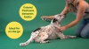 Show in main carousel: Earth Rated Deodorizing & Conditioning Refresh Mist for Dogs, White Tea & Basil Scent, 8-fl oz bottle slide 8 of 9