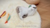 Show in main carousel: Potaroma Crinkle Fish Cat Toys with Catnip, Multi-color, 9.4-in, 3 count slide 7 of 8