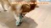 Show in main carousel: FUUFOME Strechy Crinkle Plush Dog Toy, Green slide 8 of 8