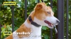Show in main carousel: Petsafe NanoBark Collar by PetSafe Rechargeable Dog Bark Collar, Black slide 7 of 8