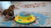 Show in main carousel: Piggy Poo and Crew Game Box Farm Toy, Medium, Blue & Yellow slide 8 of 9