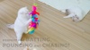 Show in main carousel: Quirky Kitty Sassy Strawpurry Super Feather Wand Cat Toy slide 4 of 5