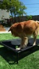 Show in main carousel: Veehoo Cooling Elevated Dog Bed, Black, X-Large slide 8 of 9