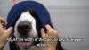 Show in main carousel: Happy Hoodie Thunder Grooming Fireworks Calming Band for Dogs & Cats, Purple, Large slide 11 of 14