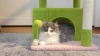Show in main carousel: PAWZ Road Indoor 33-in Polyester Cat Tree Tower with Large Condo, Beige slide 11 of 12
