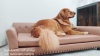 Show in main carousel: BingoPaw Waterproof Sofa Dog Bed, X-Large slide 10 of 11