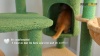 Show in main carousel: PAWZ Road 59-in Cactus Multi-Level Large Hammock Polyester Cat Tree & Condo, Brown slide 9 of 10