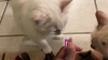 Show in main carousel: Rena's Recipe Kitty Licks Chicken Variety Lickable Cat Treats, 60 count slide 10 of 10
