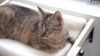 Show in main carousel: Coziwow Indoor Hammock for Window Cat Perch, White slide 10 of 11