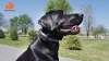 Show in main carousel: GroovyPets 550-yard Remote Dog Training Shock Collar, One Size, Black slide 9 of 10