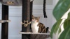 Show in main carousel: PAWZ Road 67-in Large Hammock Polyester Cat Tree & Condo, Large, Beige slide 9 of 10