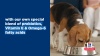 Show in main carousel: Hill's Science Diet Senior Adult 7+ Perfect Digestion Chicken Dry Dog Food, 22-lb bag slide 12 of 13