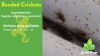 Show in main carousel: Josh's Frogs Banded Crickets Live Feed Reptile Food, 500 count slide 10 of 11