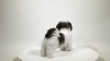 Show in main carousel: Hi-Line Gift Standing Shih Tzu Statue, Black & White, 10.63-in slide 7 of 7