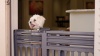 Show in main carousel: IRIS Adjustable Small & Medium Breed Dog Gate, 24-39-in, Gray slide 9 of 10